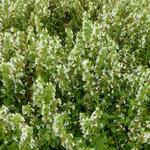 Teucrium chamaedrys 'Album' - 