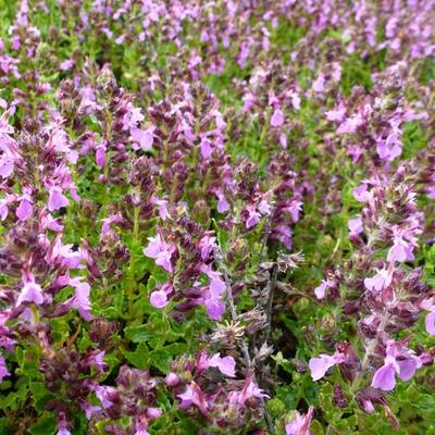 Teucrium chamaedrys 'Nanum'