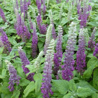 Teucrium hyrcanicum - 