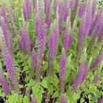 Teucrium hyrcanicum 'Paradise Delight' - 