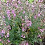 Teucrium x lucidrys - 