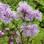 Thalictrum actaeifolium 'Perfume Star' - 