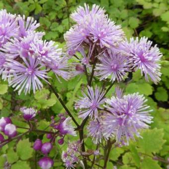 Thalictrum actaeifolium 'Perfume Star'