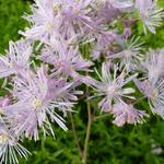 Thalictrum aquilegiifolium - Thalictrum aquilegifolium