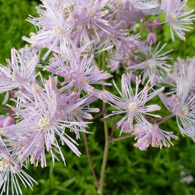 Thalictrum aquilegifolium - Thalictrum aquilegiifolium