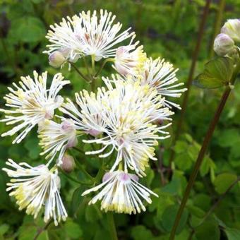 Thalictrum aquilegifolium 'Album'