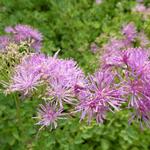 Thalictrum aquilegifolium 'Thundercloud' - 