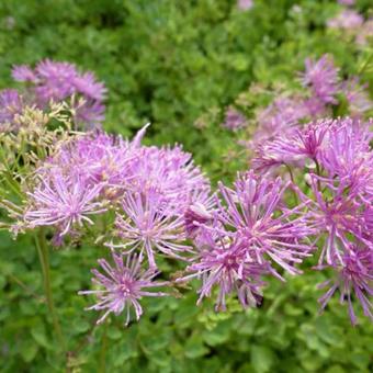 Thalictrum aquilegifolium 'Thundercloud'