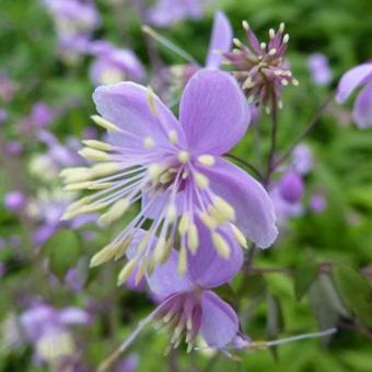 Thalictrum delavayi