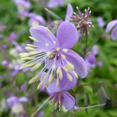 Thalictrum delavayi - Chinesische Wiesenraute