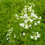 Thalictrum delavayi 'Album' - 