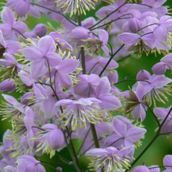 Thalictrum delavayi 'Ankum'