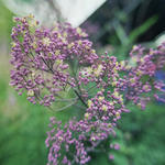 Thalictrum 'Anne' - 