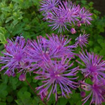 Thalictrum 'Black Stockings'