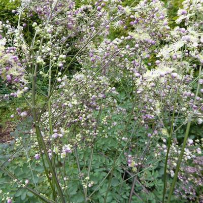 Thalictrum 'Elin' - 