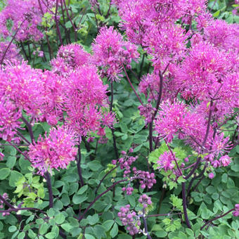 Thalictrum 'Little Pinkie'