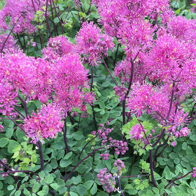 Thalictrum 'Little Pinkie' - 