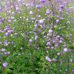 Thalictrum delavayi 'Splendide' - Thalictrum delavayi 'Splendide'