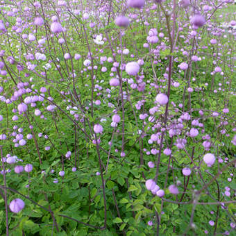 Thalictrum delavayi 'Splendide'