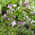 Thalictrum kiusianum - 