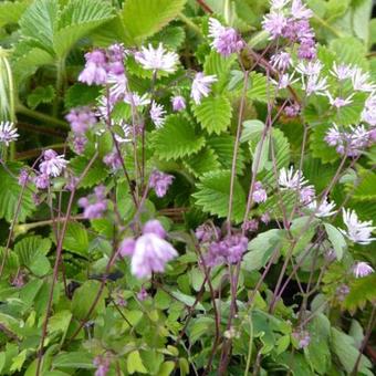 Thalictrum kiusianum