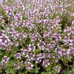 Thymus x citriodorus ‘Silver Queen’ - 