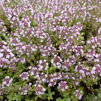 Thymus x citriodorus ‘Silver Queen’