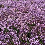 Thymus 'Doone Valley' - 