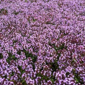 Thymus 'Doone Valley'