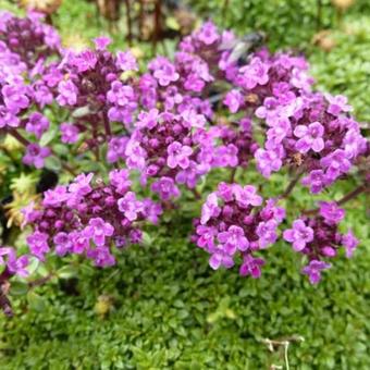 Thymus praecox 'Elfin'