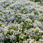 Thymus praecox 'Albiflorus' - Thymus praecox 'Albiflorus'