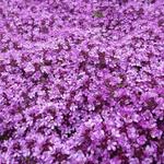 Thymus praecox 'Bressingham' - 