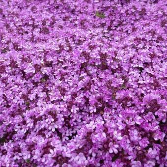 Thymus praecox 'Bressingham'