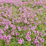 Thymus praecox 'Coccineus'  - THYM  PRÉCOCE