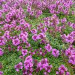 Thymus praecox 'Purple Beauty'  - Thymus praecox 'Purple Beauty' 