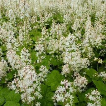 Tiarella cordifolia