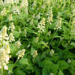 Tiarella cordifolia 'Moorgrün' - Tiarella cordifolia 'Moorgrün'