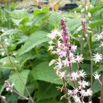 Tiarella cordifolia 'Oakleaf' - 