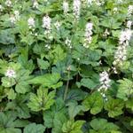 Tiarella cordifolia 'Running Tiger' - 