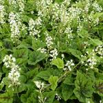 Tiarella 'Appalachian Trail' - 