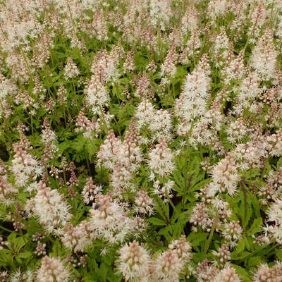 Tiarella cordifolia 'Arpeggio' - 