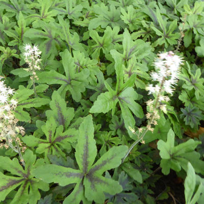 Tiarella 'Iron Butterfly' - Tiarella 'Iron Butterfly'