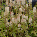 Tiarella 'Mint Chocolate' - 