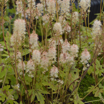 Tiarella 'Mint Chocolate'