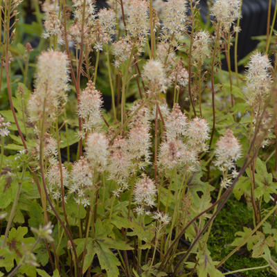 Tiarella 'Mint Chocolate' - 