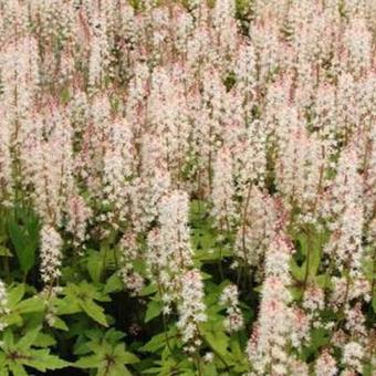 Tiarella 'Pink Bouquet'