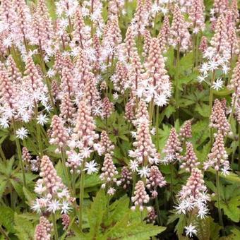 Tiarella 'Pink Skyrocket'