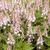 Tiarella 'Pink Skyrocket'