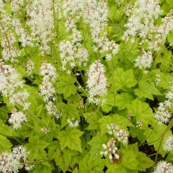 Tiarella cordifolia 'Simsalabim'