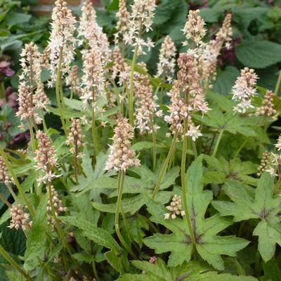 Tiarella 'Skeleton Key' - Tiarella 'Skeleton Key'